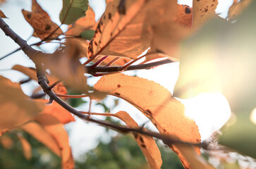 Wall Mural - Autumn leaves