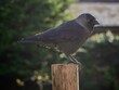 canvas print picture - Jackdaw perched on a Post