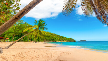 Wall Mural - Coconut palm trees leaning over La Perle beach in Guadeloupe