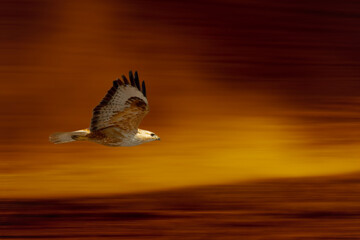 Wall Mural - Bird of prey flying in front of a wonderful background. 