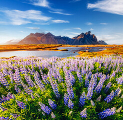 Wall Mural - Magical lupine flowers glowing by sunlight.