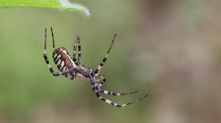spider
