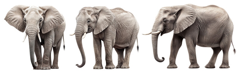 Wall Mural - Set of elephants cut out