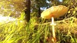 großer brauner Pilz am Waldrand im Sonnenschein, Moos, Gras, Sonnenstrahlen
