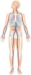 Grafik der Anatomie des Menschen - Skelett und Blutgefäße Blutgefäßsystem mit Herz - Lungenkreislauf und Körperkreislauf
