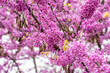 Colorful cherry blossom flower in full bloom in National Mall, Washington DC in spring