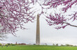 Washington monument on the National Mall in Washington, D.C, USA and Cherry blossom trees in spring