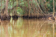 Banyan Tree and Mangrove forest in Sang Nae Canal Phang Nga, Thailand