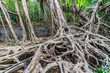 Massive banyan tree root system in rain forest, Sang Nae Canal Phang Nga, Thailand