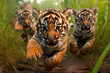 Baby Ussuri tigers in the wild