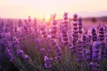 Close Up Lavender Flowers In Beautiful Field At Sunset.