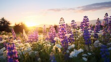 A Lush, Wildflower Meadow With A Color Palette Of Blues, Purples, And Whites, Captured At Golden Hour.