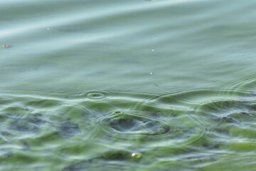 Wall Mural - green waters of Dnipro river in summer