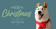 Greeting Banner For New Year And Christmas With Funny Dog