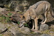 eurasischer Wolf (Canis Lupus Lupus)