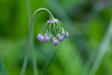 Wall Mural - Buds of Allium sikkimense