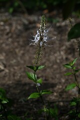 Poster - Cat's whiskers ( Orthosiphon aristatus ) flowers. Lamiaceae perennial plants. Unique flowers with long stamens and pistils that curve upwards bloom from June to November.