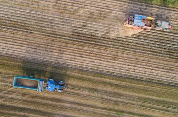 aerial view with drone of two tractors harvesting potatoes, agricultural works