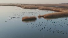 Grey Goose Flock On The Water At Sunset Anser Anser Aerial View