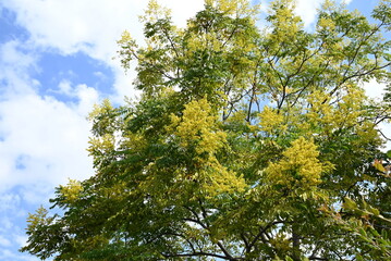 Wall Mural - Flamegold rain tree ( Koelreuteria henryi )flowers. Sapindaceae deciduous tropical tree. Small yellow five-petaled flowers appear in panicles from September to October.