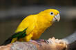 A close up of a queen of bavarian conure also known as golden parakeet or golden conure, Guaruba guarouba. It is perched on a branch with blurry background and copy space around it