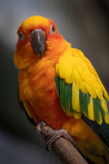 Poster - a close portrait of a sun conure, also known as the sun parakeet, Aratinga solstitialis. It is perched and staring at the camera