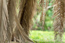 Dry Dead Palm Tree On Florida Home Backyard