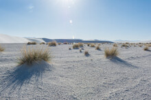 Hard White Sand With Golden Grass Growing