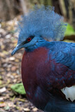 Fototapeta Zwierzęta - Scrater's Crowned Bird in head detail.