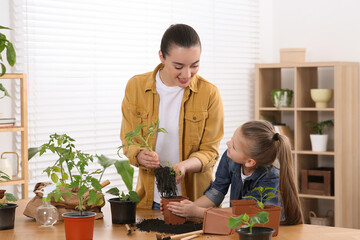 Canvas Print - Mother and daughter planting seedlings into pots together at wooden table in room