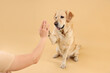 Cute Labrador Retriever dog giving high five to man on beige background