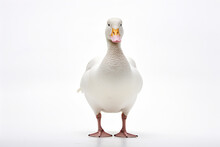 The Front Side Portrait Of An Embden Or White Common Goose, Is Standing On The White Background, Shot In A Studio. Generative AI.