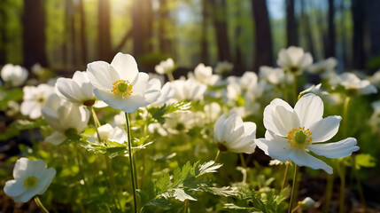 Wall Mural - Beautiful nature background with white flowers of anemones in spring in forest close up in sunlight