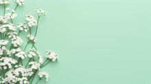 Small White Gypsophila Flowers On Pastel Green Background. Simple Design