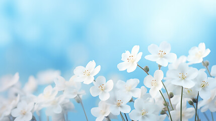 Canvas Print - beautiful flower background with spring forest white flowers primrose on a beautiful background