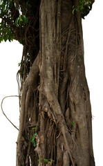 Canvas Print - old tree trunk with roots isolated