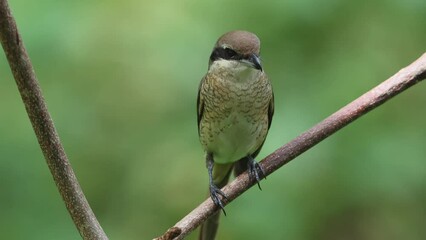 nature wildlife footage of graceful brown shrike a master of stealth and precision in the wild
