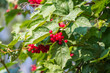 Background from beautiful red fruits of viburnum vulgaris. Red viburnum berries on a branch in the garden.