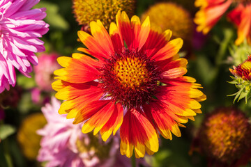 Wall Mural - Gaillardia aristata red yellow flower in bloom, common blanketflower flowering plant, group of petal bright colorful flowers