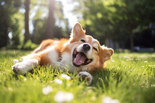 Portrait Of Dog In The Grass. Dog Lying In The Garden, Smile And Happy