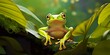 Dumpy Frog On Leaves, Frog, Amphibian, Reptile.