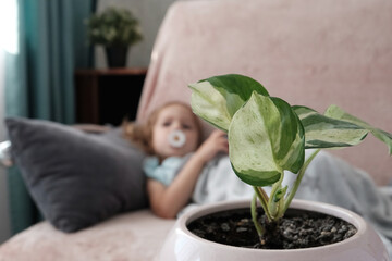 Close-up of a flower in a pot against the background of a child girl resting. The concept of oxygen in the house, clean air.