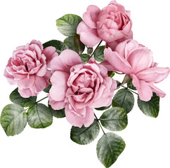 Wall Mural - Pink roses isolated on a transparent background. Png file.  Floral arrangement, bouquet of garden flowers. Can be used for invitations, greeting, wedding card.