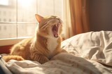 Fototapeta Koty - An adorable orange and white cat yawns on a bed in front of a window, its mouth wide open and its tongue lolling out. The cat's fur is soft and fluffy, and its expression is one of pure contentment.