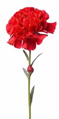 Wall Mural - Red Carnation isolated on white background.