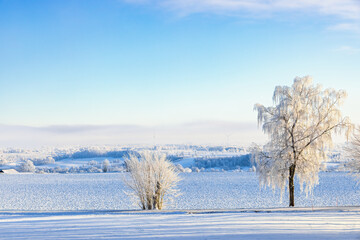 Wall Mural - Landscape view with hoarfrost on the trees by a road in winter