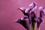 Bouquet of purple calla lilies against purple background.