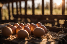 Several Eggs Were Laid In The Coop, Warm Lights Shone In The Morning