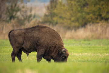 Wall Mural - European bison - Bison bonasus in the Knyszyńska Forest (Poland)