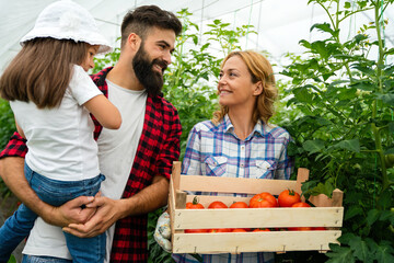 Wall Mural - Happy young farmer family harvesting tomato and vegetables from the greenhouse. Happy family